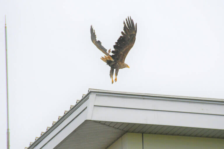 岩見沢市に天然記念物オジロワシの成鳥が現れる 北海道そらマガジン