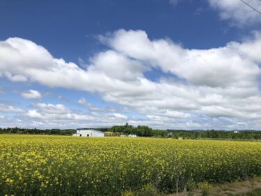 黄色の絨毯のような菜の花畑が咲く 安平町でフォトコンテスト 北海道そらマガジン