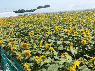 函館駅からすぐ 新鮮な海鮮が食べられる函館朝市へ行ってみた 北海道そらマガジン