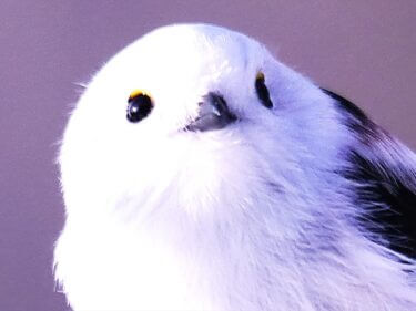 北海道の妖精 シマエナガ 発見 雪色のまんまる野鳥を探す旅 北海道そらマガジン