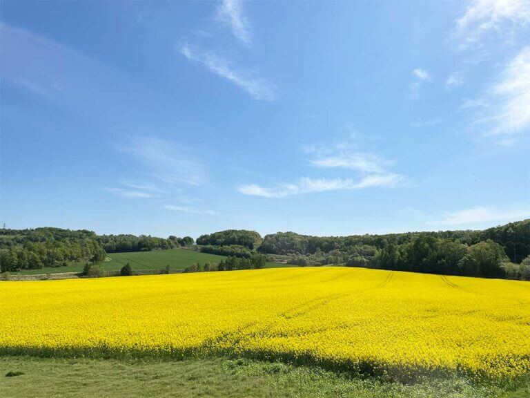 安平町の菜の花畑が満開に 北海道そらマガジン
