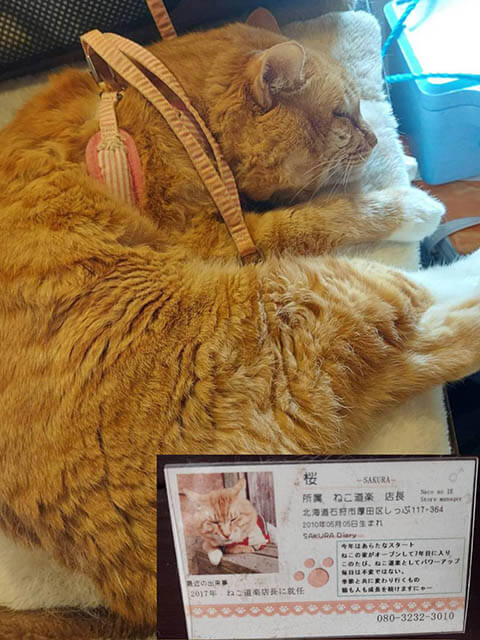 猫好きにはたまらない！！「ぎゃらりー＆かふぇ ねこ道楽」 | 北海道 