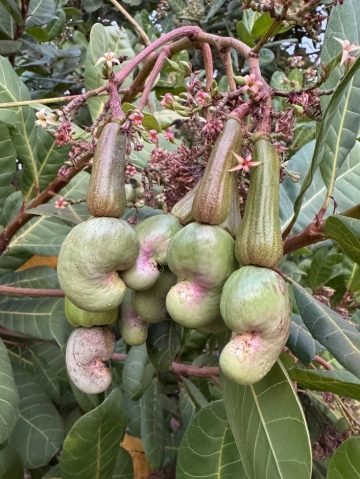 カシューナッツが実る木