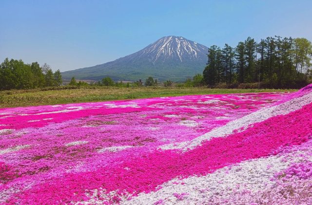 一面に広がる芝桜と残雪の山