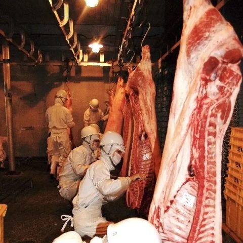 白老牛を自ら捌く天野氏の精緻な解体技術