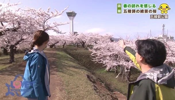 五稜郭の桜