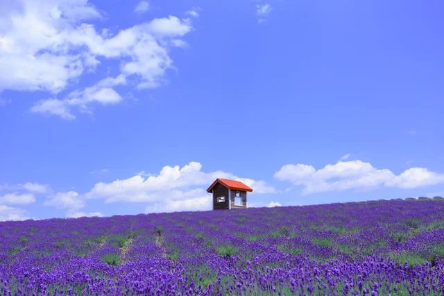 富良野のラベンダー畑